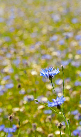 a field on which blue cornflowers grow. summertime of yearの写真素材