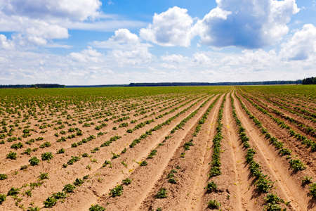 plowed agricultural field, which grows potatoes. Blue sky.の写真素材