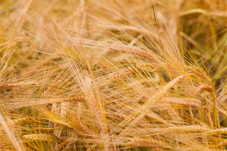 the ripened ears of cereals photographed by a close upの写真素材