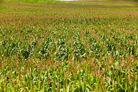 an agricultural field on which grow up cornの写真素材