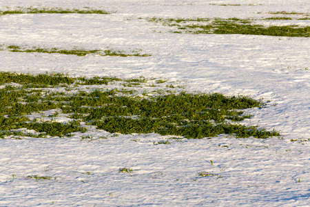 the first sprouts of winter wheat which appeared when thawing snowの写真素材