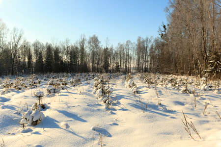 the fir-trees photographed in a winter seasonの写真素材
