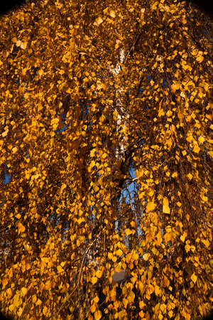 the orange trees photographed in autumn timeの写真素材