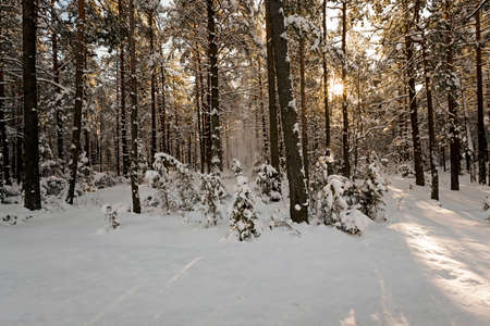 the trees photographed in a winter season.の写真素材