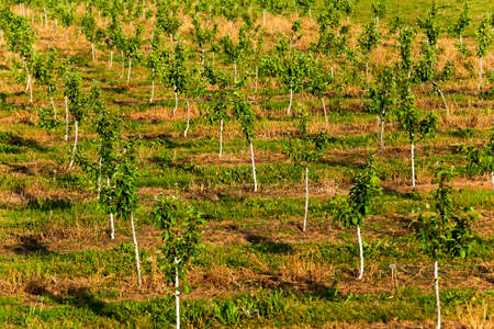 the young fruit-trees photographed in a spring season in an orchardの写真素材