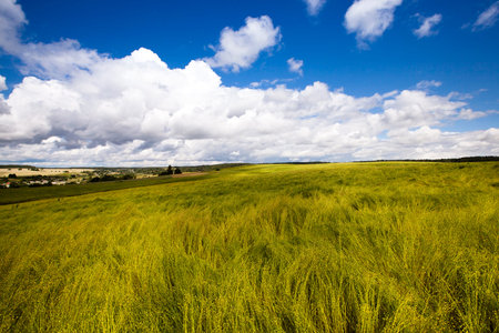 an agricultural field on which grow up cereals
