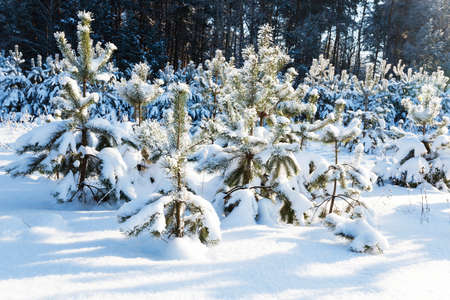 the fir-trees photographed in a winter seasonの写真素材