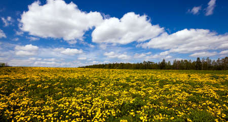 a field on which yellow dandelions grow. springの写真素材