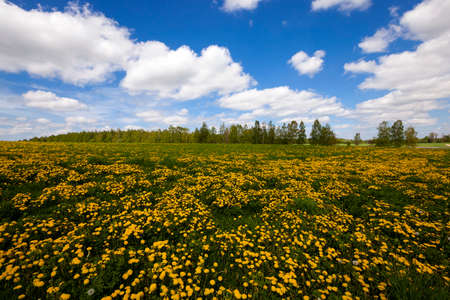 a field on which yellow dandelions grow. springの写真素材