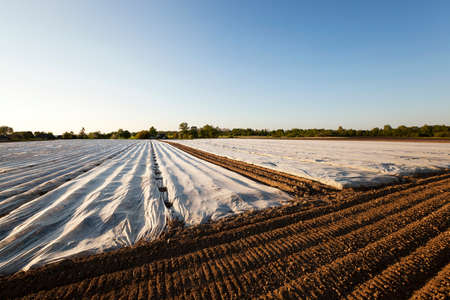 an agricultural field on which material as the greenhouse liesの写真素材