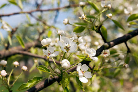 the flowers of fruit-trees photographed by a close up. spring seasonの写真素材