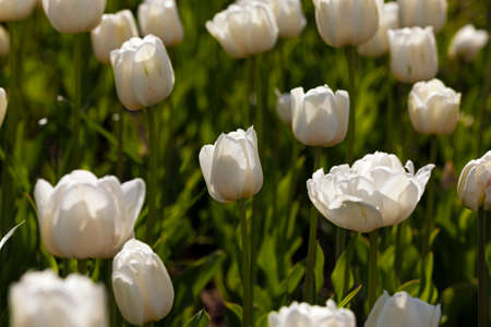 flower bed on which grow white tulips. Close-up.の写真素材