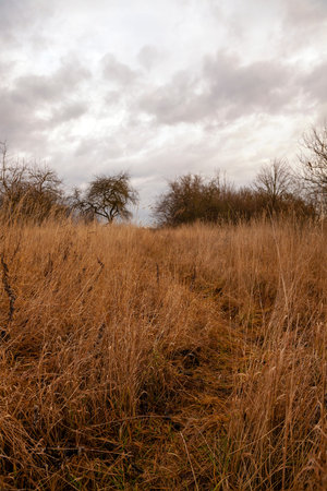 the dried grass in an autumn season. cloudy weather