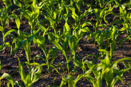 photographed by a close up sprouts of green cornの写真素材