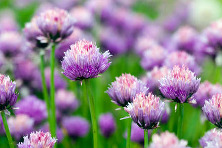 the flower of garlic photographed by a close upの写真素材