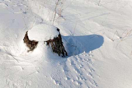 photographed closeup stump in the winter time. covered in snowの写真素材