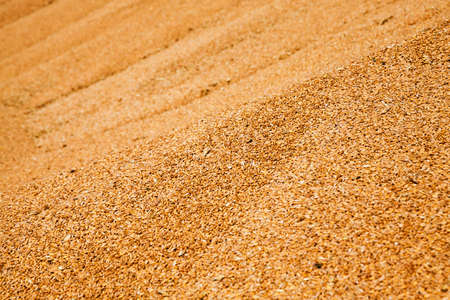the grains of wheat collected in heaps during harvestingの写真素材