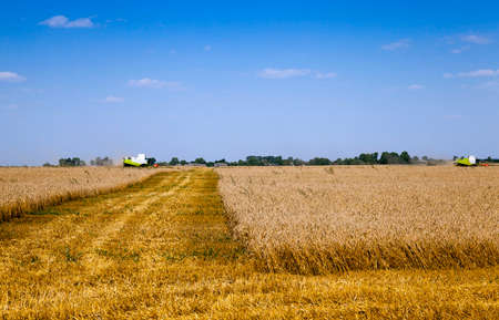 an agricultural field on which carry out wheat cleaningの写真素材