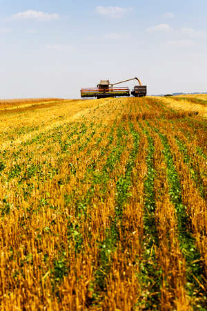 an agricultural field on which carry out wheat cleaningの写真素材