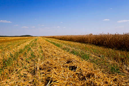 an agricultural field on which carry out wheat cleaningの写真素材