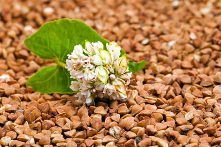 the buckwheat flower photographed by a close up lying on buckwheat grainsの写真素材