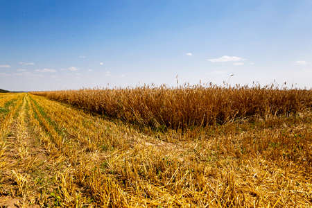 an agricultural field on which carry out wheat cleaningの写真素材