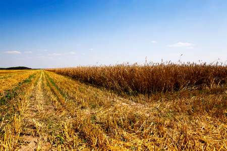 an agricultural field on which carry out wheat cleaningの写真素材