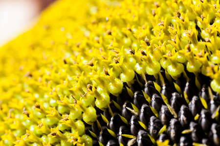 the flower of the ripening sunflower photographed by a close up. small depth of sharpnessの写真素材