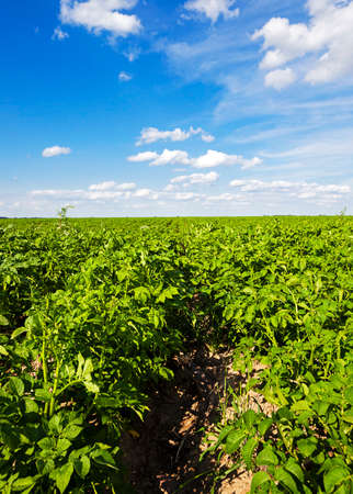 an agricultural field on which grow up potatoes. summertime of yearの写真素材
