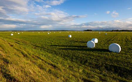 the grass packed into bales for feeding animal in a winter seasonの写真素材