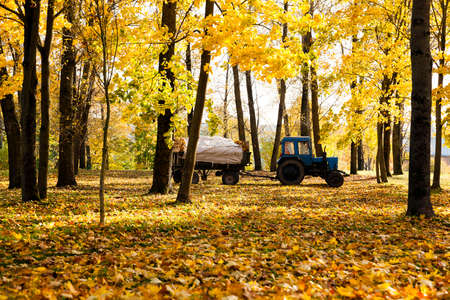 cleaning in the fallen-down fall of foliage.  foliage is loaded into a tractorの写真素材