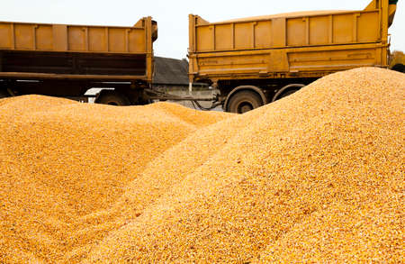 the corn unloaded in a heap after last harvestingの写真素材