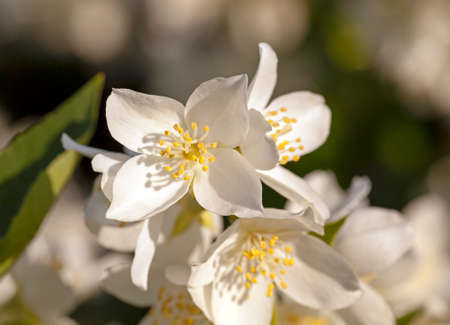 the flowers of a white jasmine photographed by a close up. small depth of sharpnessの写真素材
