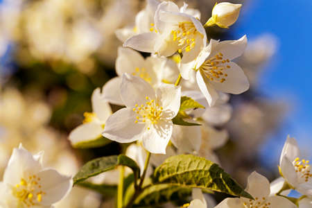 the flowers of a white jasmine photographed by a close up. small depth of sharpnessの写真素材