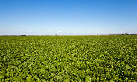 an agricultural field on which grow up beetroots. summertime of yearの写真素材