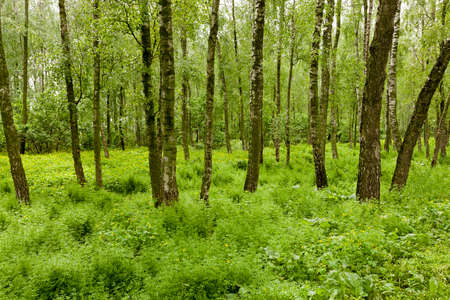 the trees growing in the territory of a bog. spring seasonの写真素材