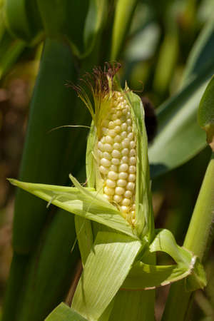 photographed by a close up ears of green corn.の写真素材