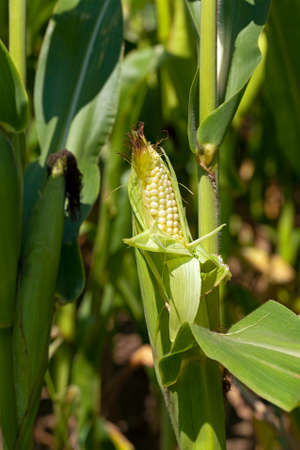 photographed by a close up ears of green corn.の写真素材