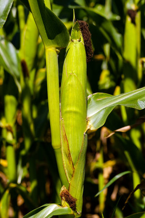 photographed by a close up ears of green corn.