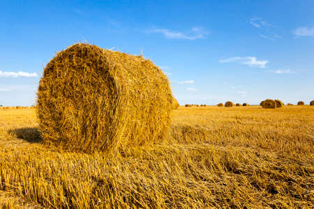 the stack of straw which is on an agricultural fieldの写真素材