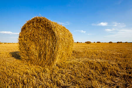 an agricultural field on which grow up also the harvest  wheatの写真素材