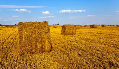 agricultural field on which grow up also the harvest  wheatの写真素材