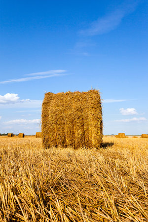 an agricultural field on which grow up also the harvest  wheat