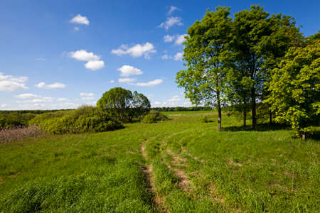 the rural not asphalted road which is passing across the fieldの写真素材