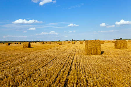 an agricultural field on which grow up also the harvest  wheatの写真素材