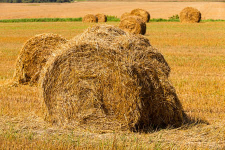 the photographed stack of the straw which has remained after the harvest company of wheatの写真素材