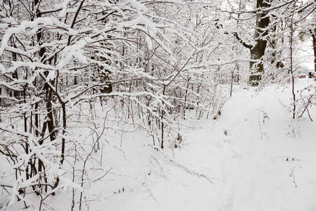 the trees photographed in a winter season.の写真素材