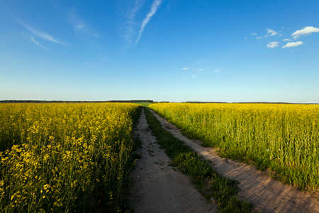 the rural not asphalted road and a field on which raising a colza. sunsetの写真素材
