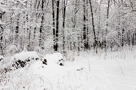 the trees photographed in a winter season.の写真素材