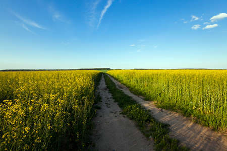 the rural not asphalted road and a field on which raising a colza. sunsetの写真素材